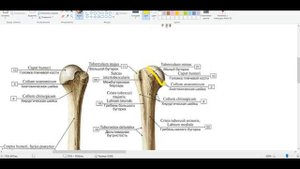Кости верхних конечностей. Кратко