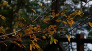 12641826_1920_1080_30fps