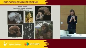 ДРОБЫШЕВСКИЙ Откуда взялся человек