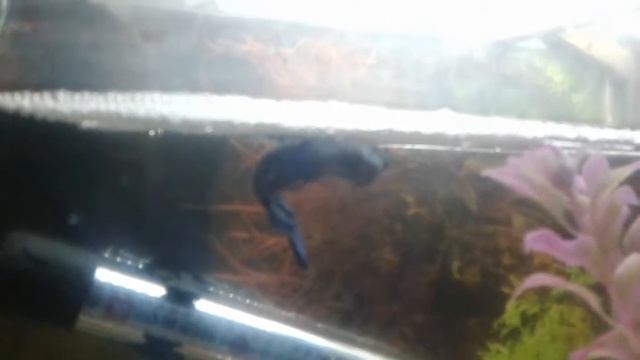 Неудачный нерест петушков смотреть онлайн