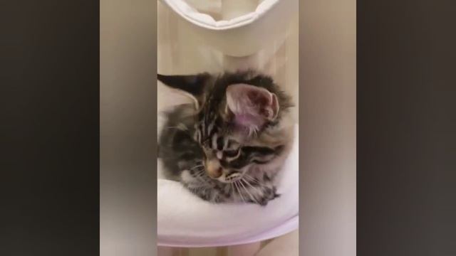 WhatsApp Video 2021 01 25 at 16 37 35 смотреть онлайн