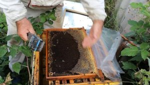 Обсушка маломёдных рамок осенью в небольших семьях