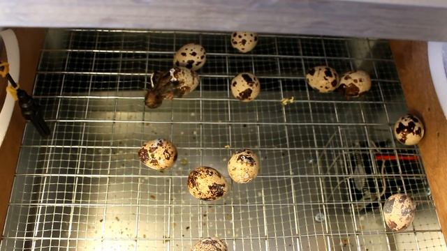 Инкубация перепелов. Ура, вылупились!