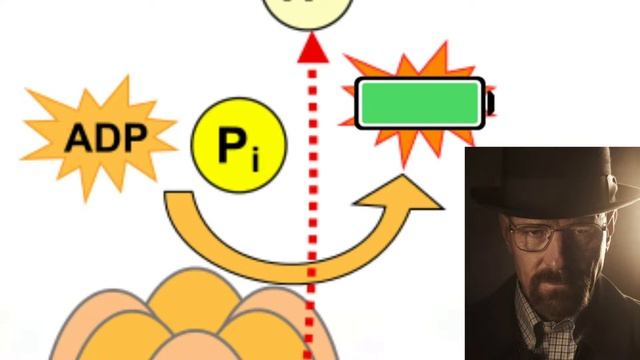 Mr. White Explains Photosynthesis смотреть онлайн