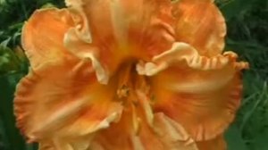 Лилейник daylily MATTHEW KASKEL