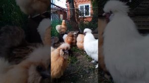 Шелковые китайские куры