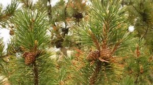 1362169-hd_1920_1080_30fps