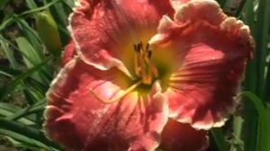 Лилейник daylily ROBIN LEE