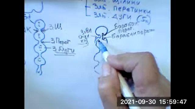 Лекція- розвиток травної системи.(1) смотреть онлайн