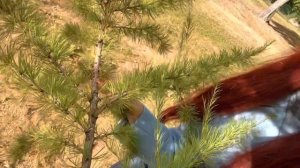 Decapunk #9 | Осенняя лиственница для концепт-дизайна: как желтеют иголки