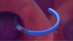 интерфаза, оның кезеңдері