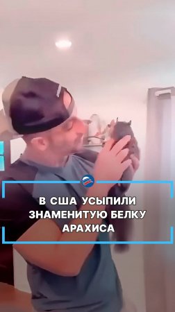 В США усыпили знаменитую белку Арахиса #shorts