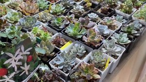 Выставка цветов в Краснодаре ТРК Галактика 2024 г