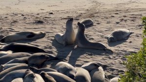 15201787-hd_1920_1080_30fps