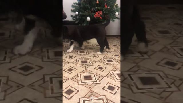 Сестренки- Кайра и Кайла из Дома Шипуновых 2,5 мес смотреть онлайн