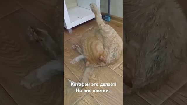 Видео не для всех! Очень пикантное видео