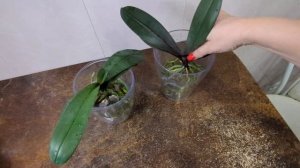 15.01.24.пересадка двух Орхидей.