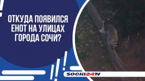 НА УЛИЦАХ ГОРОДА СОЧИ ПОЯВИЛСЯ НОВЫЙ ГЕРОЙ В МАСКЕ!