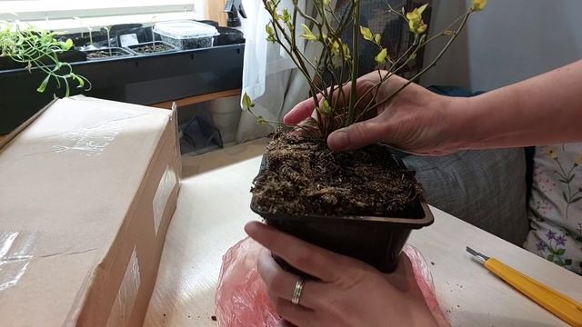 ОБЗОР саженцев ГОЛУБИКИ из КФХ "ЯГОДНЫЙ ДАР"