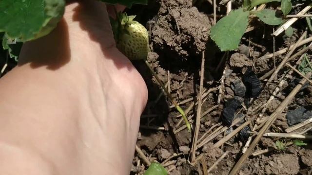 Земляника сорт Брила. Июнь в Подмосковье. смотреть онлайн