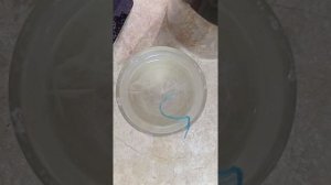 РОСТ КРИСТАЛЛОВ ИЗ КАЛИЕВОЙ СЕЛИТРЫ KNO3 таймлапс