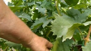 Виноградный питомник Юрия Ефименко