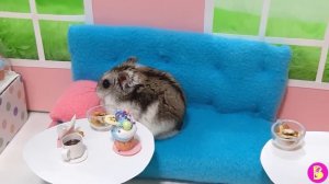 СВИДАНИЕ ВИКИ** ХОМЯЧКИ в МИНИ КАФЕ