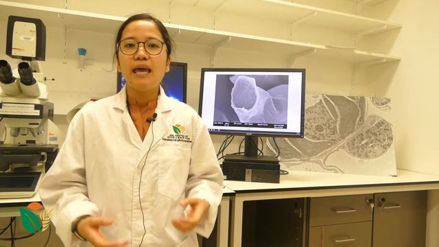1.6 What is a Scanning Electron Microscope (SEM) for year 11 biology students