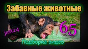 Забавные животные / Подборка видео №65