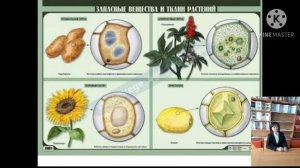 Аралыктан окутуу, үлгү сабак! Биология мугалими Х.Мырзаева!