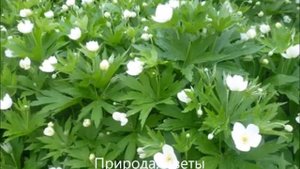 Тыңлачы сандугач