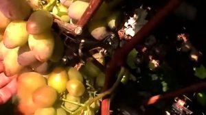 Сорт винограда Подарок Украине