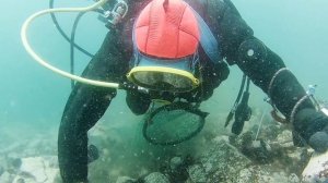 Дайвинг. Мидии. Дайвинг обучение. Морские мидии.