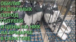 Обилие разных пород голубей и цены на них на ярмарке в Саратове. Николаевские голуби.