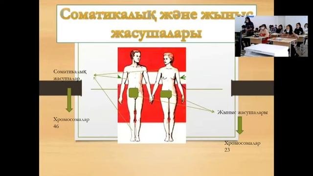 Көбею үдерісі және хромосама саны.