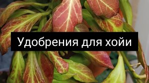 удобрения для хойи