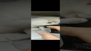 новая лежанка