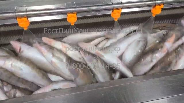 Машина мойки-чистки рыбы щетками GB-1000 смотреть онлайн