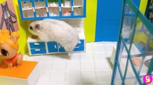 МИНИ КЛИНИКА** ХОМЯЧКИ У ВЕТЕРИНАРА** ЧТО СЛУЧИЛОСЬ С ФОКСИ?