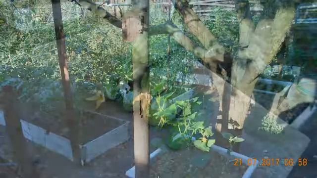 С Мая по Октябрь 2017 г. огород слайд шоу смотреть онлайн