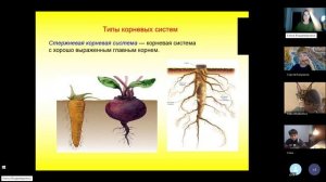 6 класс_2_12.11_Корень_Типы корневых систем
