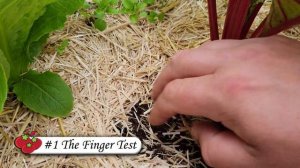 3 Ways To Check Your Soil Moisture - Garden Quickie Episode 75