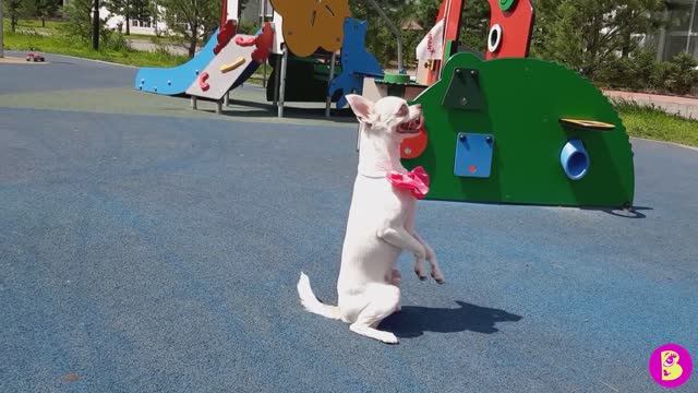 ВИКИ ЛАКИ ПРОВОДЯТ ПРАЗДНИКИ***ТРЮКИ с СОБАЧКОЙ смотреть онлайн