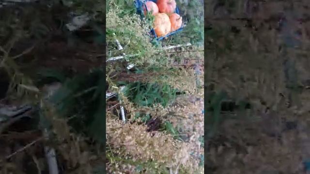 нелегальный переход границы