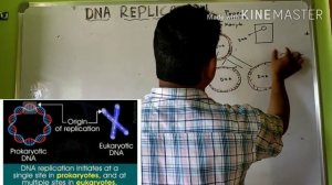 Proces of DNA replication in prokaryotic cell (E. coli)  initiation phase and Deoxyribonucleotides