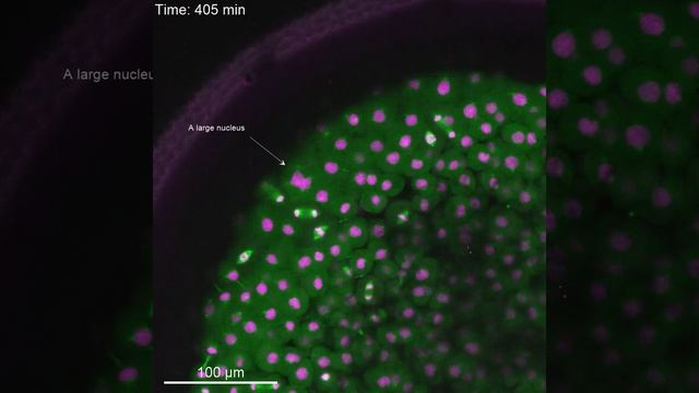 Timelapse of chromosome segregation in a larger fish embryo смотреть онлайн