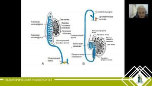 18. Мужская половая система