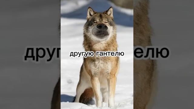 #ауф #цитаты #цитатыотволка #волкауф #волк