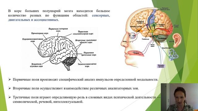 Курс Психофизиология. Лекция 8