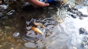 Зарыбление пруда! 05.07.22г.